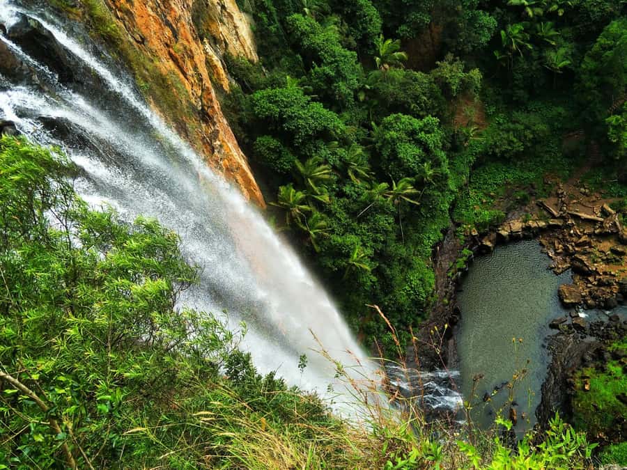 Gold Coast: Kangaroos, Rainforest & Waterfalls Experience - Key points before you book