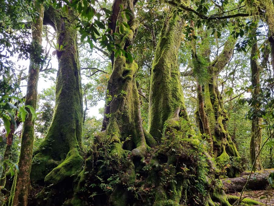Gold Coast: Kangaroos, Rainforest & Waterfalls Experience - Natural Bridge and the first rainforest views