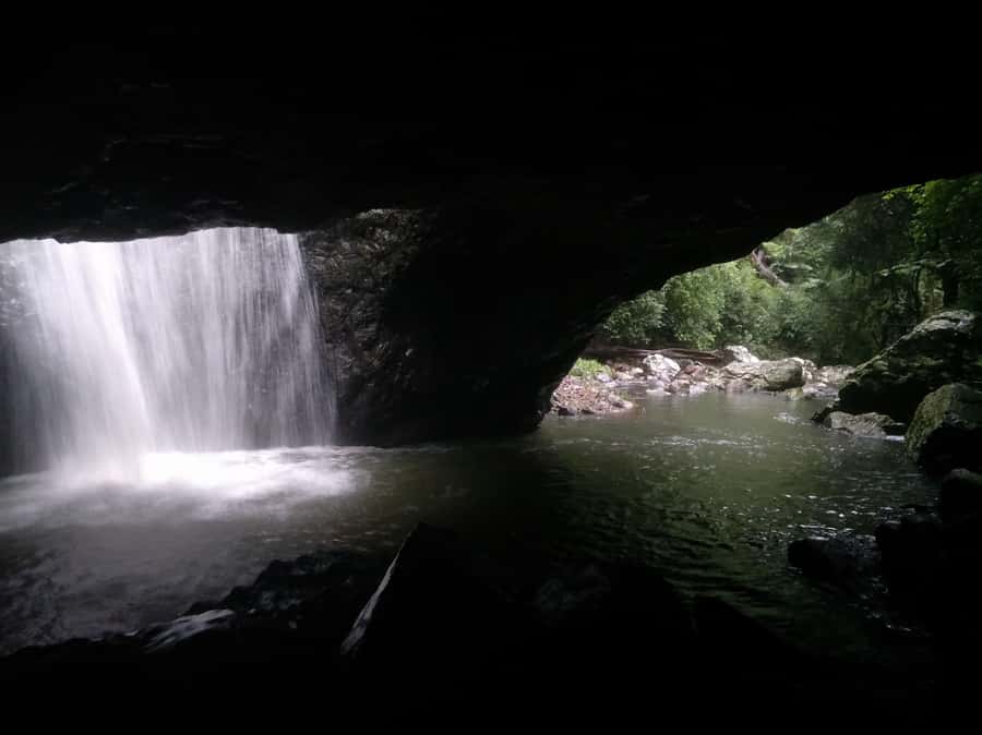 Gold Coast: Kangaroos, Rainforest & Waterfalls Experience - Four hours among waterfalls and Gondwana rainforest