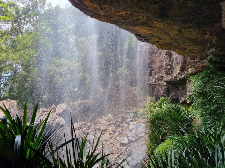Gold Coast: Kangaroos, Rainforest & Waterfalls Experience - The wildlife search for kangaroos and koalas