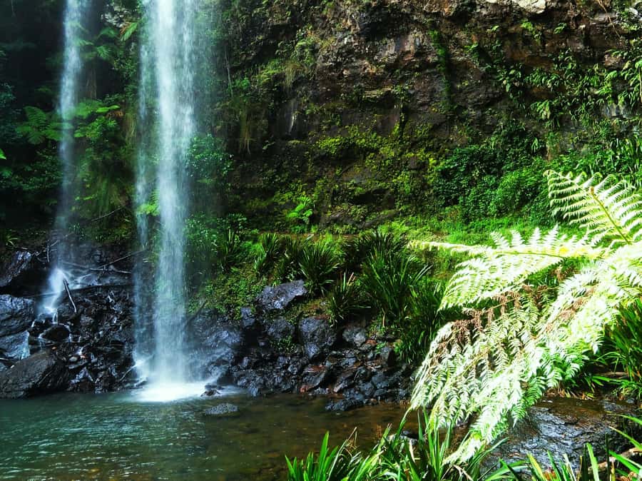 Gold Coast: Kangaroos, Rainforest & Waterfalls Experience - Starting around the Gold Coast with a flexible pickup