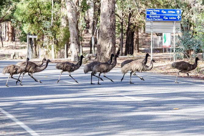 Grampians National Park with MacKenzie Falls and Kangaroos - What the 13-hour schedule feels like