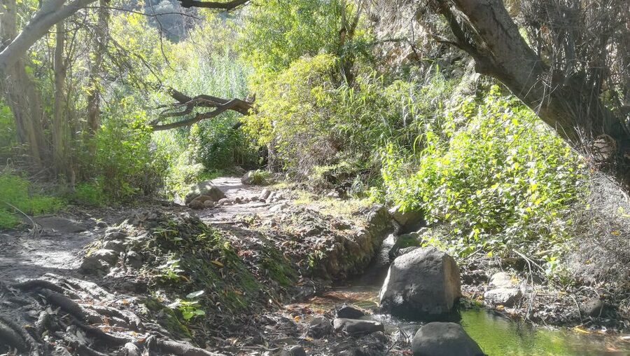Gran Canaria: "Magic Waterfalls" Hiking Tour - Waterfalls, plants, and the island’s smaller wildlife
