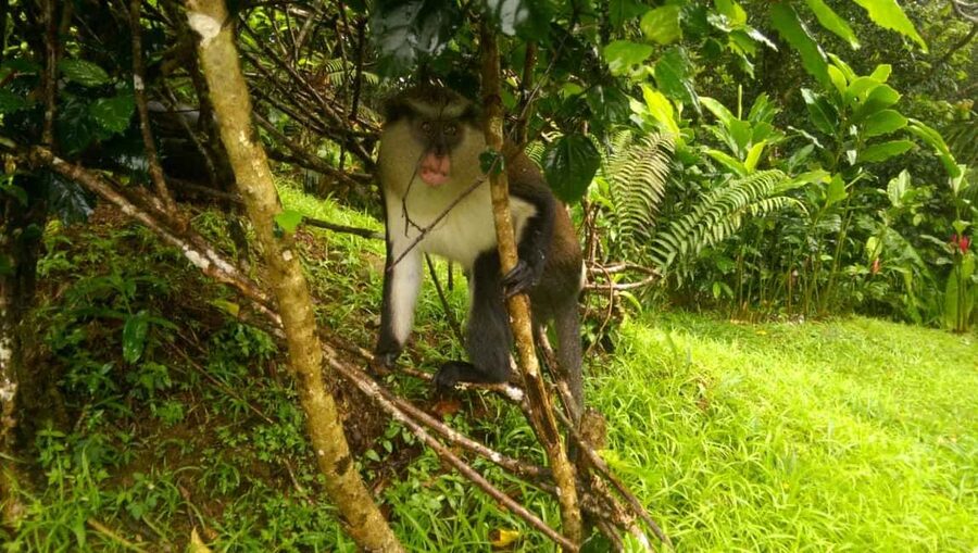 Grenada: Half-Day Island Tour with Waterfall Swim Stop - The market brings Grenada’s spices into focus