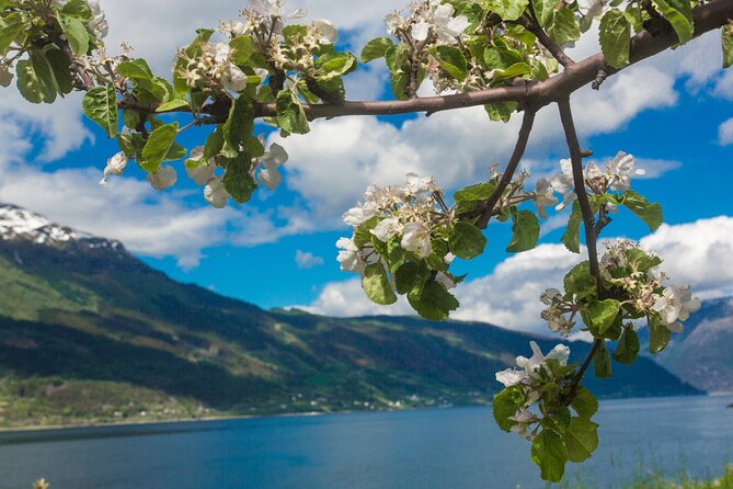 Guided tour to Hardanger Fjord, Waterfalls and Ferry Crossing - What the guide and minibus add
