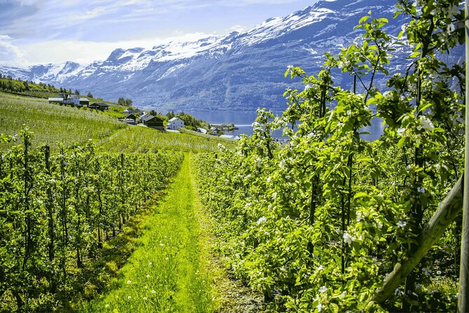 Guided tour to Hardangerfjord with Waterfalls and Ferry Crossing - Leaving Bergen for the Trengereid viewpoint