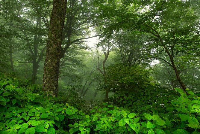 Half-Day Tour With Instruction in Vistas & Waterfall Photography - Finding atmosphere in the forests