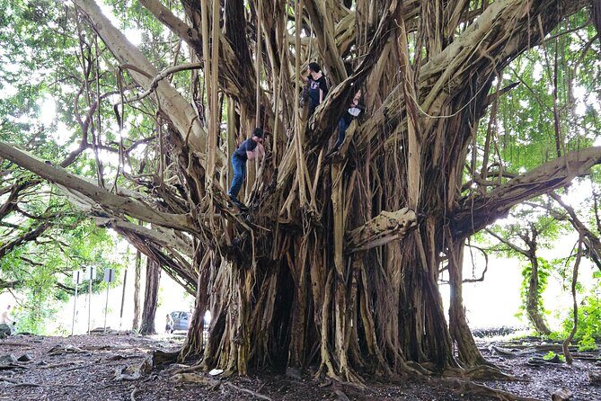 Hawaii Volcanoes, Waterfalls, Beaches & Hilo Highlights Day Tour - Big Island Candies adds an easy local treat