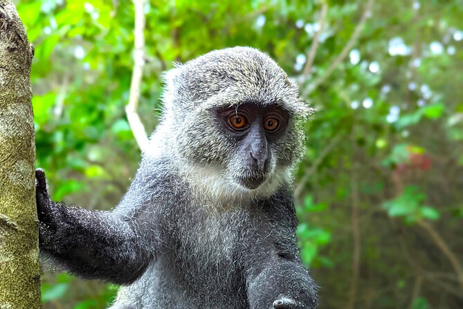 Hidden Arusha Waterfall, Coffee & Village Tour (All-Inclusive) - Why stop in Arusha before safari?