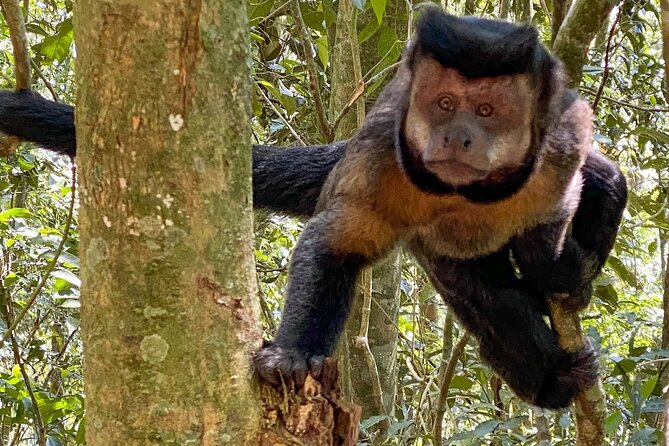 Hiking in the Tijuca Forest : Waterfalls and Caves - Starting above São Conrado at Canoas Lookout