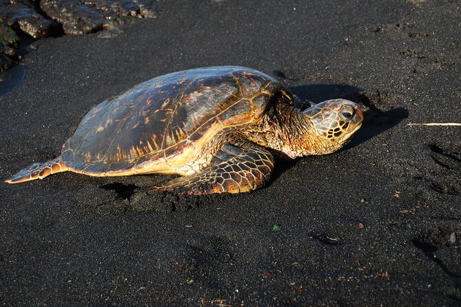 Hilo Shore Excursion: Volcanoes National Park & Black Sand Beach - Walking Through Thurston Lava Tube