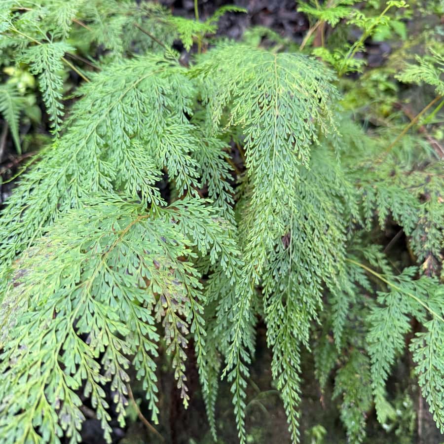 Hilo: Waterfall Hike and Swim with Native Hawaiian - Practical packing advice for wet Hilo trails