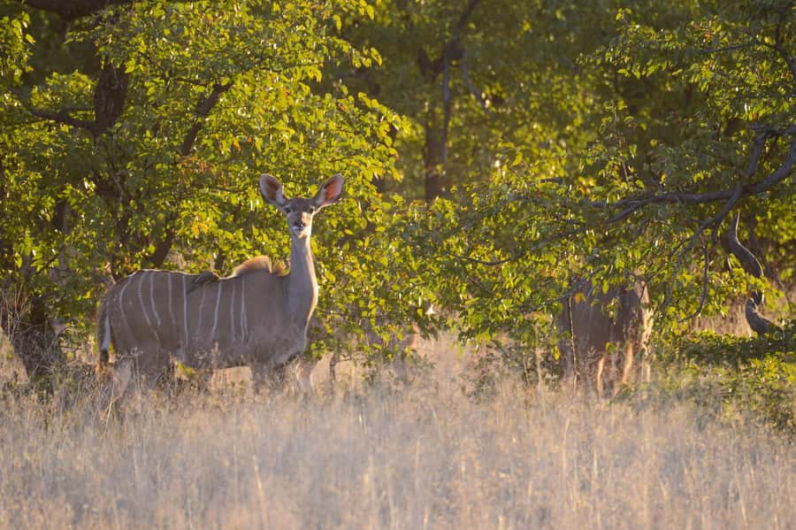 Hwange Full Day Safari from Victoria Falls - Five things to know before booking