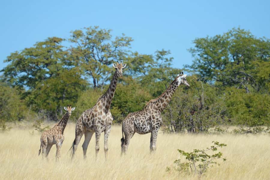 Hwange Full Day Safari from Victoria Falls - Why Hwange is worth the long ride from Victoria Falls