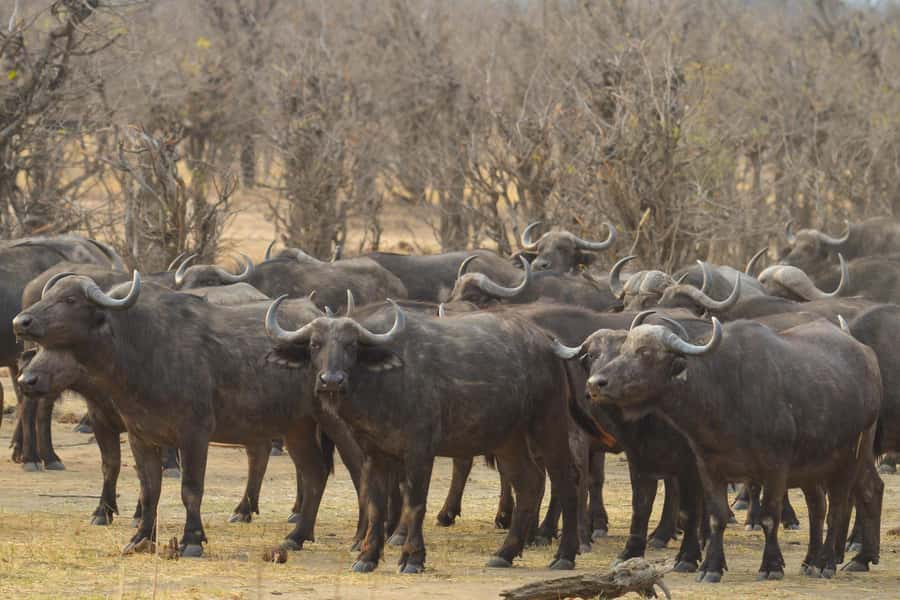 Hwange Full Day Safari from Victoria Falls - From Hwange Main Camp into the open vehicle