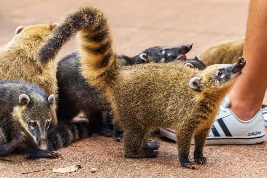 Iguassu Falls: Guided Tour & Macuco Safari on Pontoon Boats - Guide quality and language support