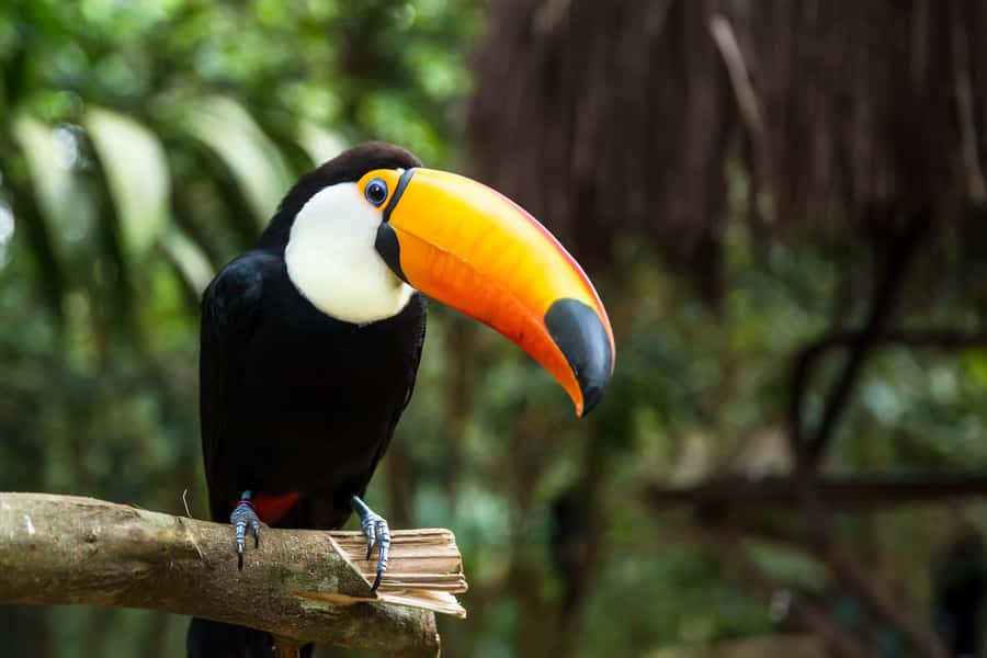 Iguazú Falls: The Natural Wonder of Argentina - Why Iguazú Falls deserves a full day