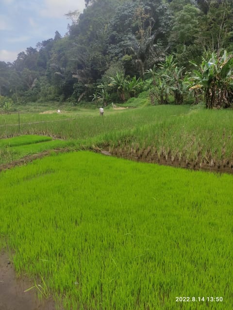 Jakarta: Active Volcano, Waterfall &beautiful local village - The road time and private-car advantage
