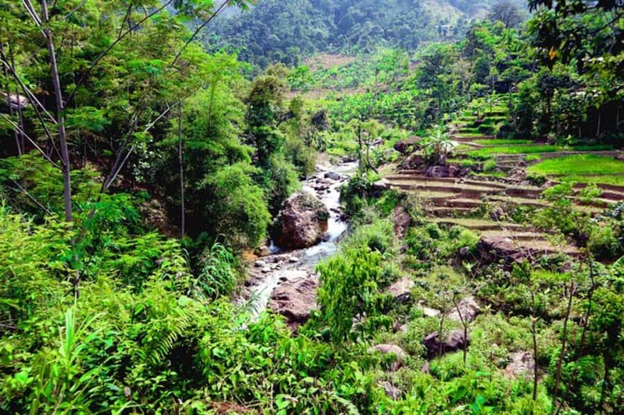 Jakarta: Botanical Garden & Rainforest Trekking to Waterfall - Should You Book It?