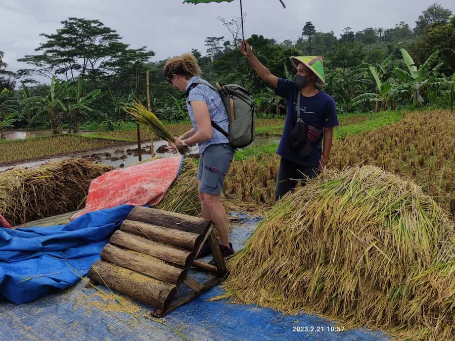 Jakarta : Botanical Garden, Waterfalls, and Rice Fields Tour - Why this Bogor day trip works from Jakarta