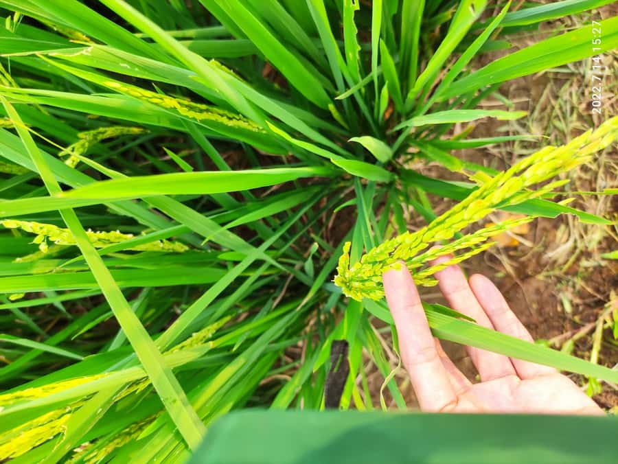 Jakarta : Botanical Garden, Waterfalls, and Rice Fields Tour - Who should book this tour?
