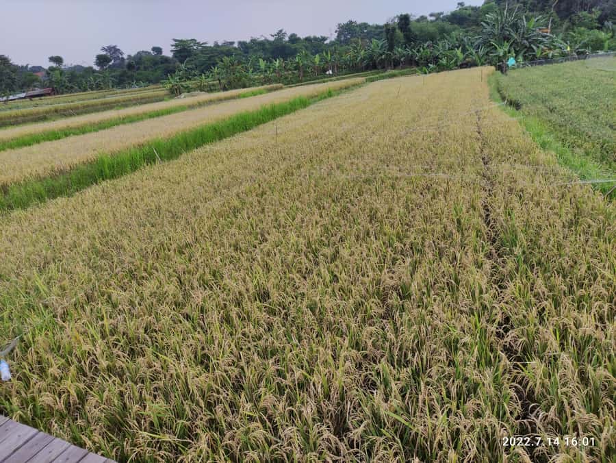 Jakarta : Botanical Garden, Waterfalls, and Rice Fields Tour - Should you book the Bogor tour?