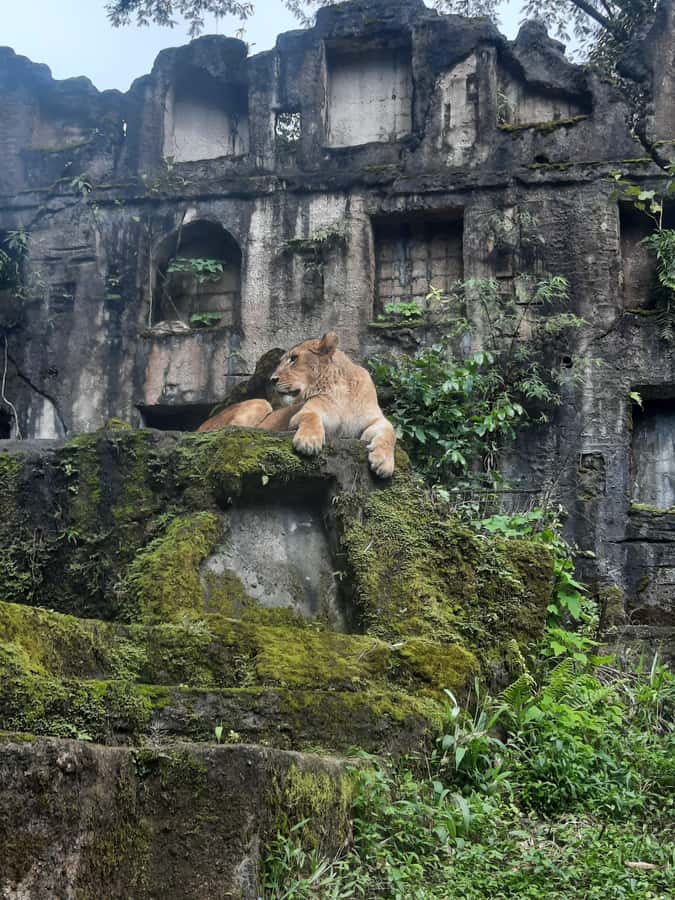 Jakarta : Taman Safari, Panda Palace, and Waterfall - Key points to know before you go
