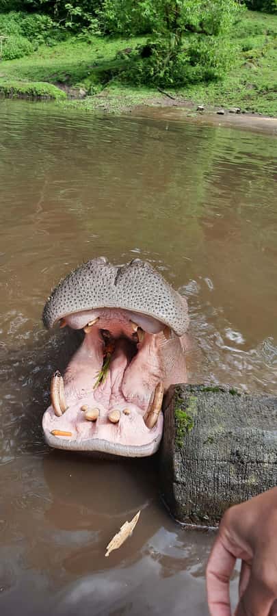 Jakarta : Taman Safari, Panda Palace, and Waterfall - Leaving Jakarta early for the mountains