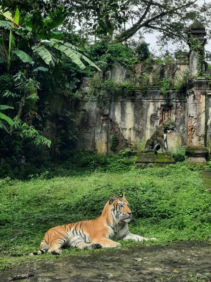 Jakarta : Taman Safari, Panda Palace, and Waterfall - More than the safari drive: animals, shows, and family activities