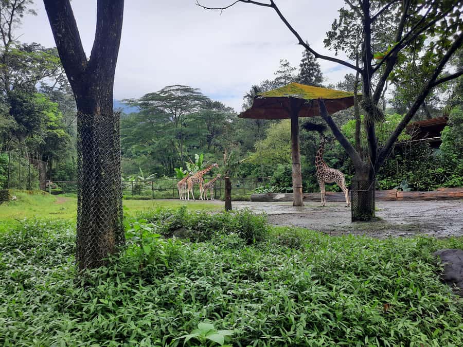 Jakarta : Taman Safari, Panda Palace, and Waterfall - What the $123 price really covers