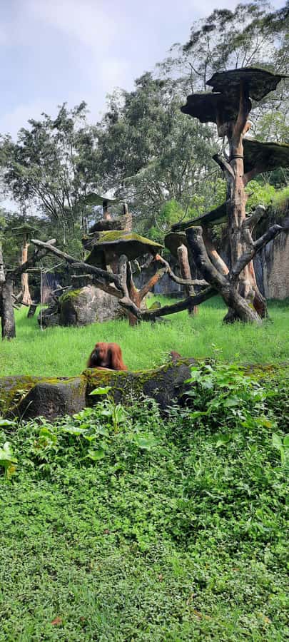 Jakarta : Taman Safari, Panda Palace, and Waterfall - Timing, traffic, and comfort tips