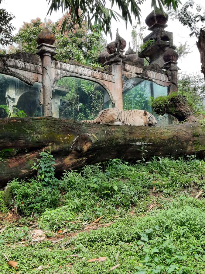 Jakarta : Taman Safari, Panda Palace, and Waterfall - Driving through Taman Safari with fruit in hand