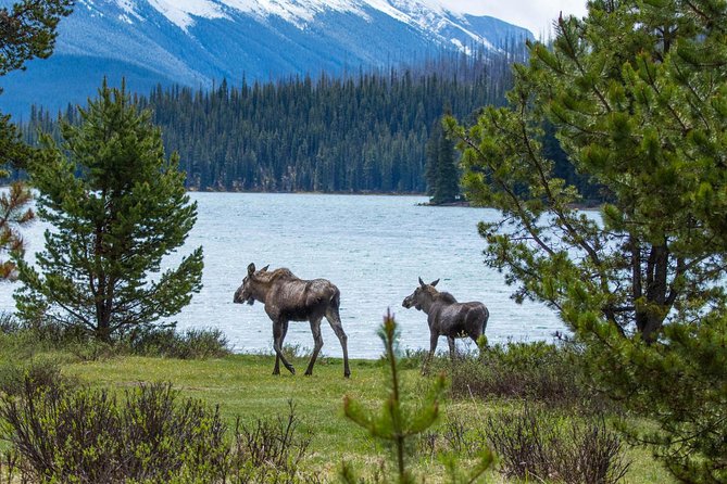 Jasper Wildlife and Sightseeing Tour with Maligne Lake Hike - Maligne Canyon and the reality of the wildfire closure