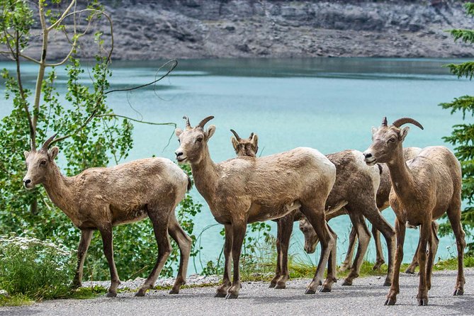 Jasper Wildlife and Sightseeing Tour with Maligne Lake Hike - What you are paying for at $81.90
