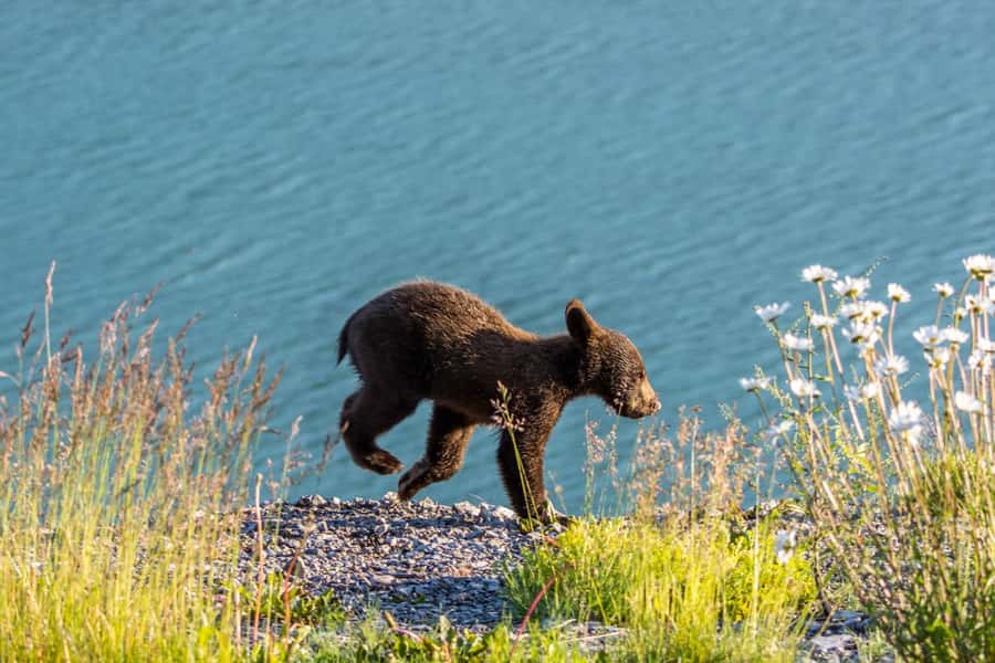 Jasper: Wildlife and Waterfalls Tour with Lakeshore Hike - Key points to know before you book