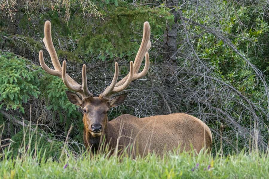 Jasper: Wildlife and Waterfalls Tour with Lakeshore Hike - The 2 to 3 kilometer Maligne Lake walk