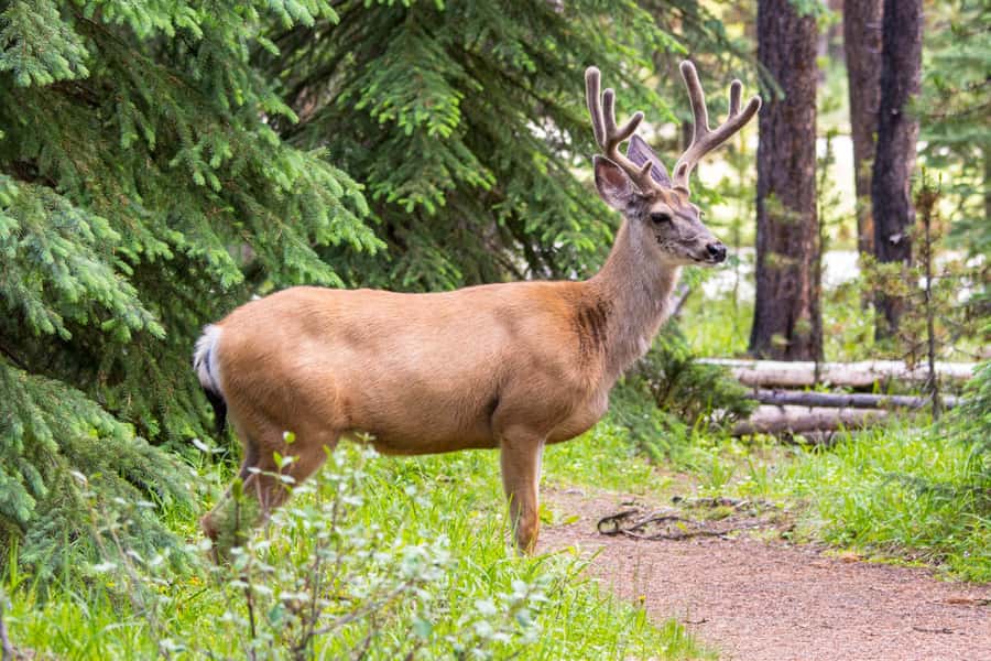 Jasper: Wildlife and Waterfalls Tour with Lakeshore Hike - Wildlife: wonderful when it happens, never promised