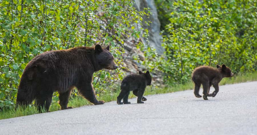 Jasper: Wildlife and Waterfalls Tour with Lakeshore Hike - Price, transport, and pickup details