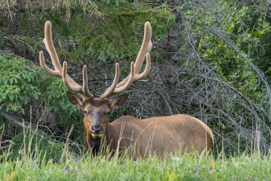 Jasper: Wildlife and Waterfalls Tour with Lakeshore Hike - Weather, walking, and who should book