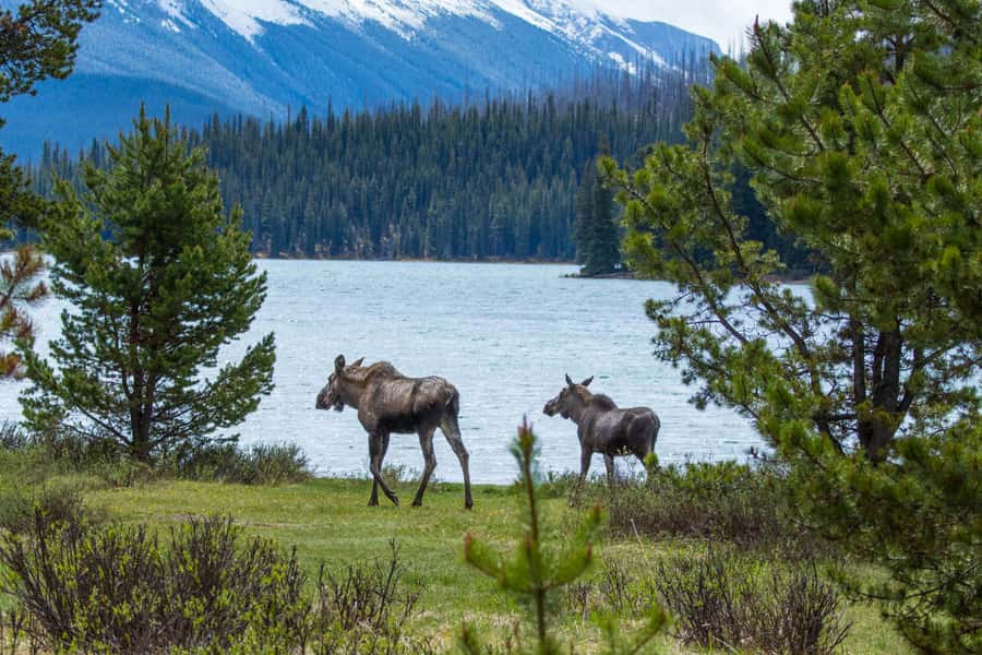 Jasper: Wildlife and Waterfalls Tour with Lakeshore Hike - Maligne Canyon and the changing waterfall plan
