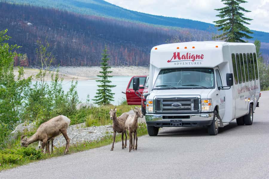 Jasper: Wildlife and Waterfalls Tour with Maligne Cruise - Maligne Canyon and the Changing Waterfall Stop