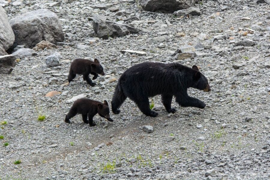 Jasper: Wildlife and Waterfalls Tour with Maligne Cruise - Wildlife Watching Along the Valley Road