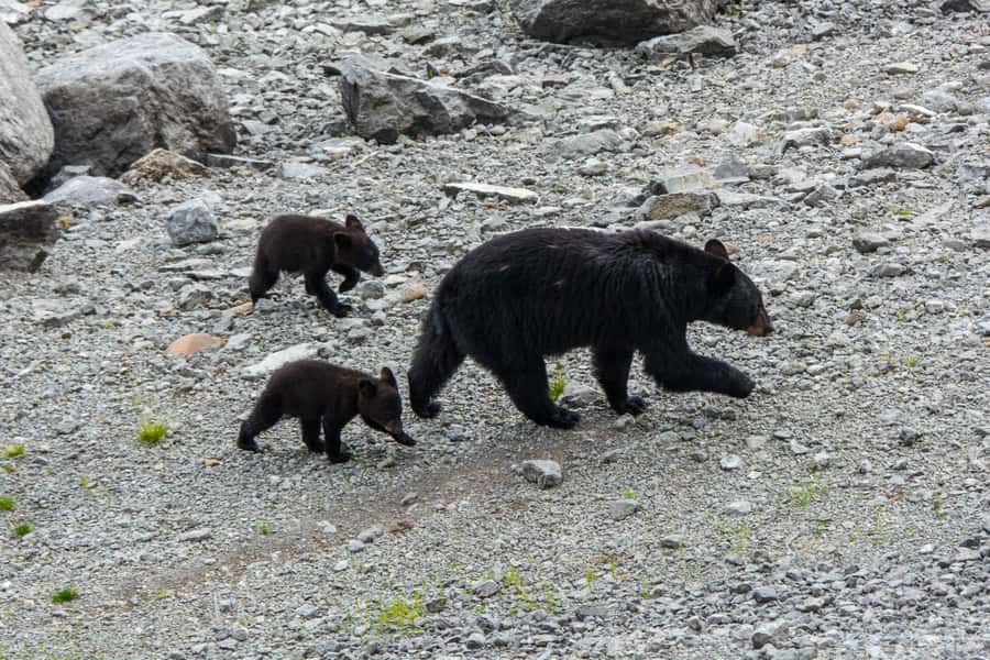 Jasper: Wildlife and Waterfalls Tour with Maligne Cruise - Comfort, Weather, and Walking Advice