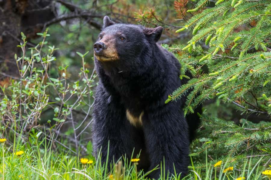 Jasper: Wildlife and Waterfalls Tour with Maligne Cruise - Starting the Drive from Jasper