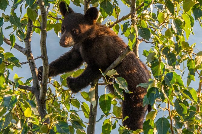 Jasper Wildlife & Sightseeing Tour with Maligne Lake Cruise - Medicine Lake and its disappearing water