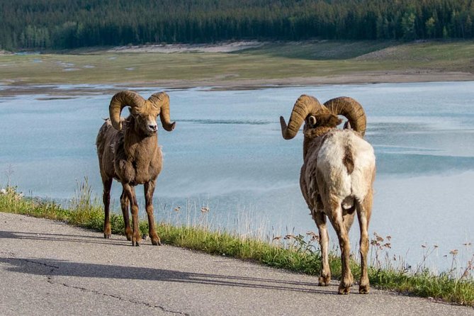 Jasper Wildlife & Sightseeing Tour with Maligne Lake Cruise - Food, timing, and the practical rhythm of the day