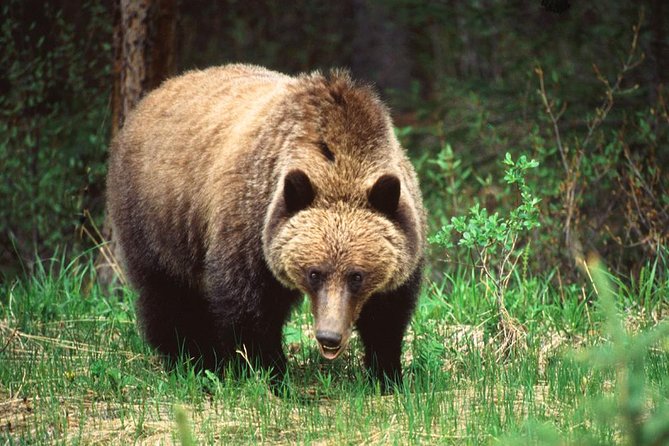 Jasper Wildlife & Sightseeing Tour with Maligne Lake Cruise - What the guides add to the day