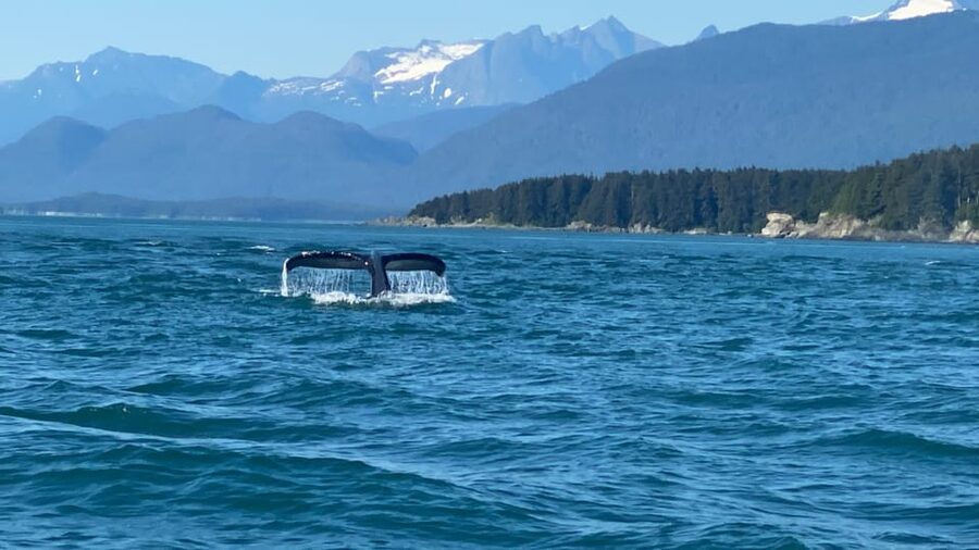 Juneau: Mendenhall Glacier Waterfall & Whale Watching Tour - Why this Juneau combination works
