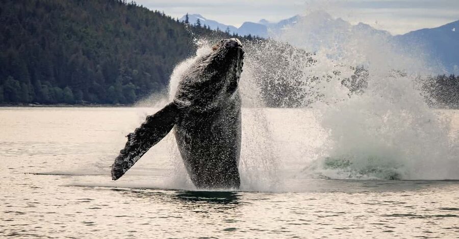 Juneau: Mendenhall Glacier Waterfall & Whale Watching Tour - Whale watching from Auke Bay