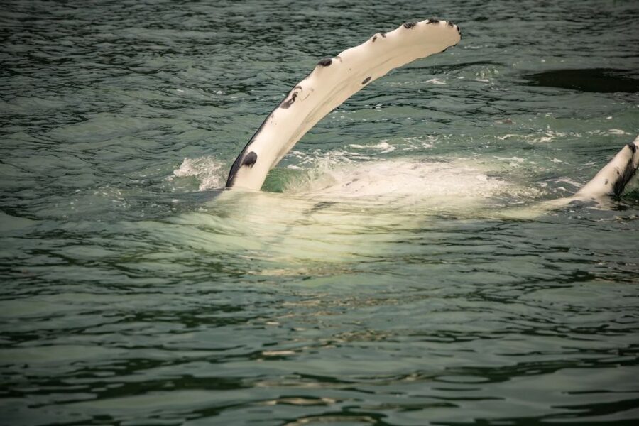Juneau: Mendenhall Glacier Waterfall & Whale Watching Tour - Who should choose this tour?